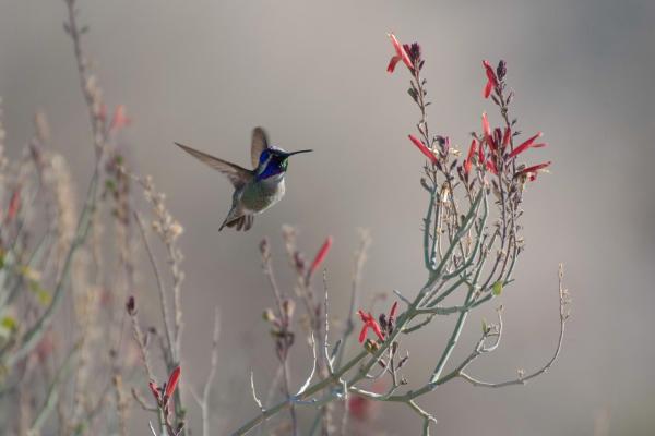 Bild 1 von 9: Im Bild: Kolibri.