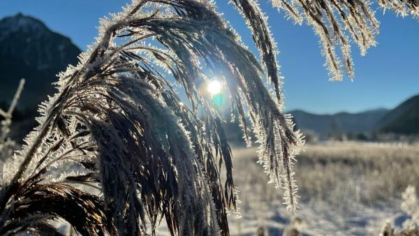 Bild 1 von 3: In der winterlichen Eiseskälte kommt auch die Natur zur Ruhe.