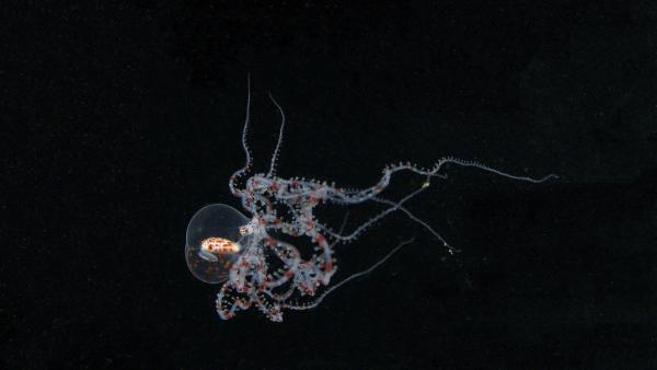 Bild 1 von 20: Junger Wunderpus schwimmt durch das nächtliche Gewässer