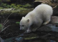 Entenfellners Tier-Welt