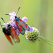 natur exclusiv