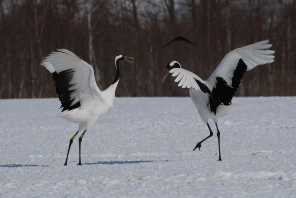 Bild 1 von 7: Balztanz der Mandschurenkraniche auf Hokkaido.