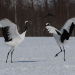 Abenteuer Wildnis