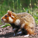 Niedersachsens kleine Helden - Hamster und Hasen
