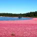 Planet Weltweit