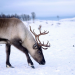 Wildes Eden: Russland