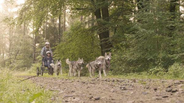 Bild 1 von 6: Huskys sind sehr starke Hunde und werden als Schlittenhunde genutzt. Fanny-Mo führt so ein Schlittenhunde-Gespann und fährt mit ihren Freunden durch den Wald.