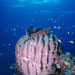 Planet Ocean 2