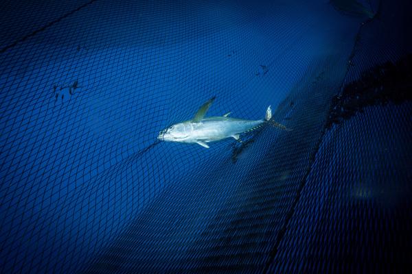 Bild 1 von 13: Für den im Netz gefangenen Thunfisch gibt es kein Entkommen.