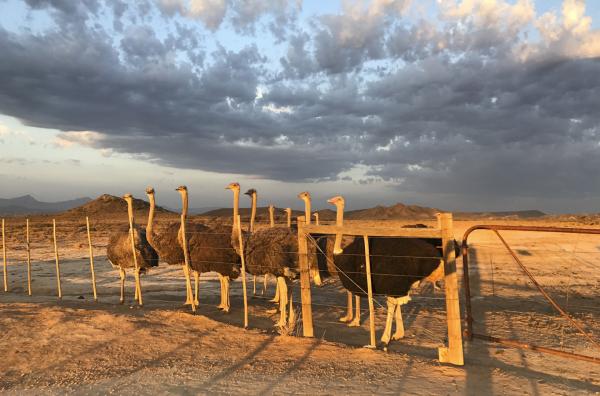 Bild 1 von 2: Strauße auf der Highgate Ostrich Farm in Oudtshoorn.
