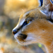 Die Wildnis Afrikas