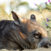 Australien