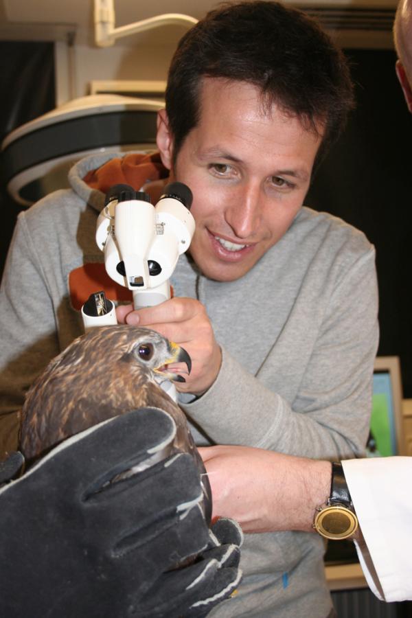 Bild 1 von 4: Willi mit einem Greifvogel bei der  Augenuntersuchung in der Vogelklinik in Oberschleißheim.