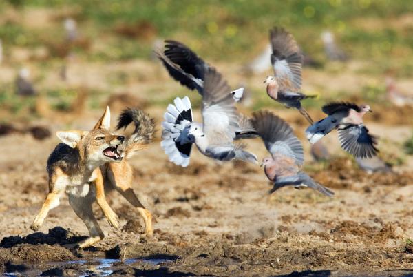Bild 1 von 15: Ein Schabrackenschakal versucht an einem Wasserloch in Namibia Tauben zu fangen.