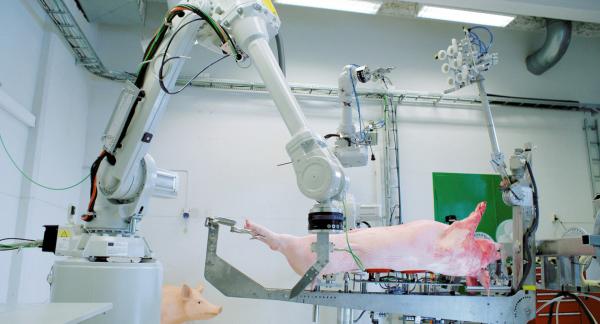 Bild 1 von 9: RoBUTCHER Projekt / Universität für Umwelt- und Biowissenschaften in Ås, Norwegen.