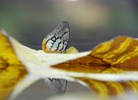 Kambodschas größter Regenwald