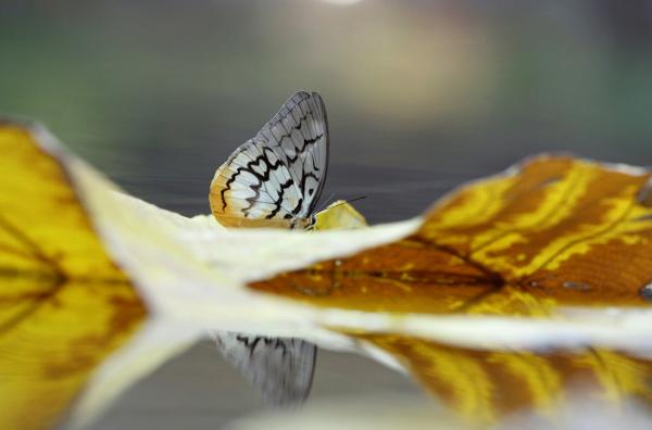 Bild 1 von 3: Der Schmetterling Melanocytoma faunula fühlt sich in den Regenwäldern Südostasiens besonders wohl.