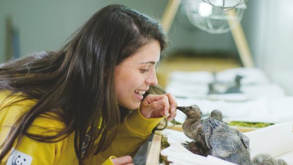 Bild 1 von 15: Die Biologin Katharina Huchler war gemeinsam mit einer Kollegin für einige Monate Ziehmutter einer Gruppe von Waldrappküken. Die Prägung der Kleinen auf nur zwei Personen ist extrem wichtig, damit die Waldrappe den Ziehmüttern überall hin folgen - sogar bei einem Flug über die Alpen.