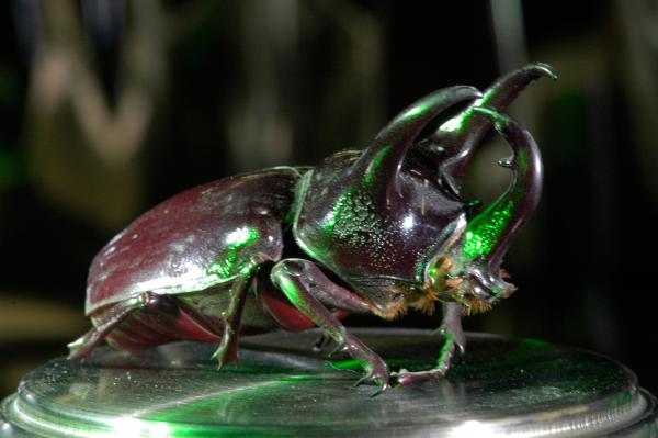 Bild 1 von 7: Nashornkäfer.