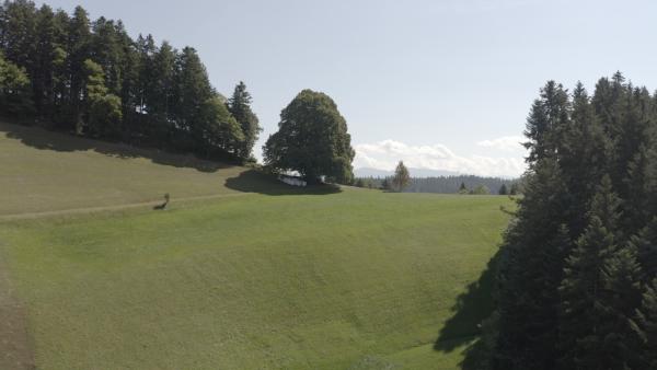 Bild 1 von 6: Die Linde.