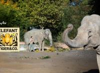 Elefant, Tiger & Co.