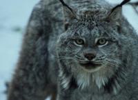 Die wildeste Stadt der Welt: Anchorage