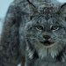 Die wildeste Stadt der Welt: Anchorage