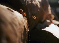 Die Bienenflüsterer