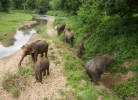 Das Elefantenkrankenhaus