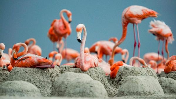 Bild 1 von 24: Im Bild: Flamingo-Kolonie in Ria Lagartos.