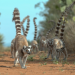 Madagaskar - Bandenkrieg der Lemuren