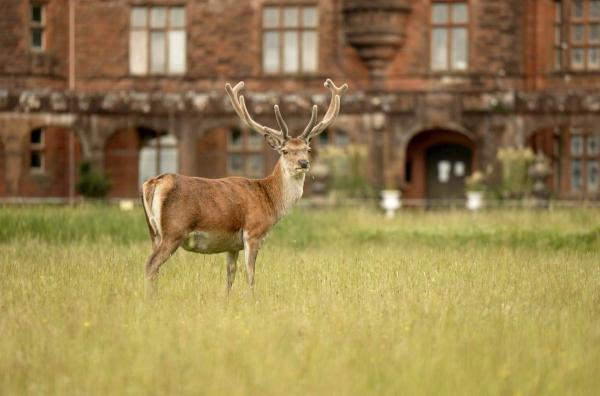 Bild 1 von 3: Schottische Hirsche sind die Könige auf der Insel Rùm.