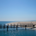 Die Delfine von Shark Bay