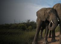 Team Wildlife Südafrika