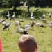 Bild 17