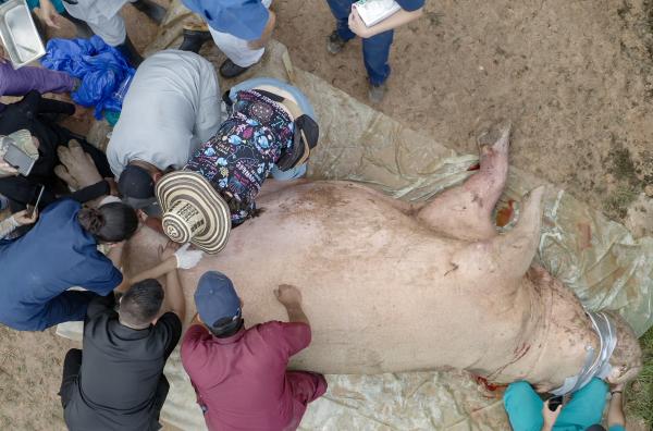 Bild 1 von 4: Die Sterilisation eines Flusspferdes ist ein Wagnis, da bisher unerforscht ist, wie viel Narkosemittel so ein tonnenschweres Tier braucht.