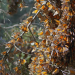Insekten - Die heimlichen Herrscher