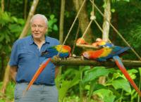 Das Leben in Farbe mit David Attenborough