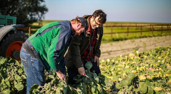 Bild 1 von 2: Kohlbauer Jan Schütt und Tarik auf dem Rosenkohl-Acker.