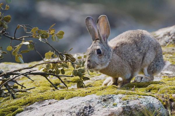 Bild 1 von 6: Seit Tausenden von Jahren graben Wildkaninchen auf der Iberischen Halbinsel ihre Höhlen.