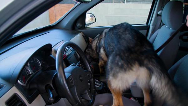 Bild 1 von 3: Ein Spürhund zeigt eine verdächtige Stelle im Fahrzeug an.