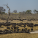 Tödliches Afrika - Tierische Kämpfer