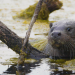 Die Rückkehr der Otter