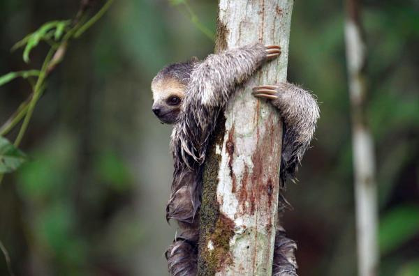 Bild 1 von 4: Die Flora und Fauna in Französisch-Guyana ziehen seit der französischen Kolonialisierung im 17. Jahrhundert Naturwissenschaftler an. Damals stand die imperialistische Idee im Fokus, heute geht es darum, die Artenvielfalt zu erhalten.