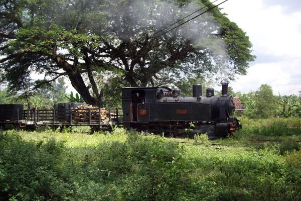 Bild 1 von 1: Waldbahn von Cepu im Osten Javas.
