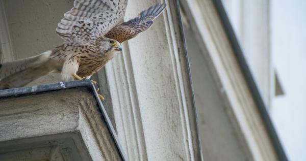 Bild 1 von 14: Turmfalken Weibchen.