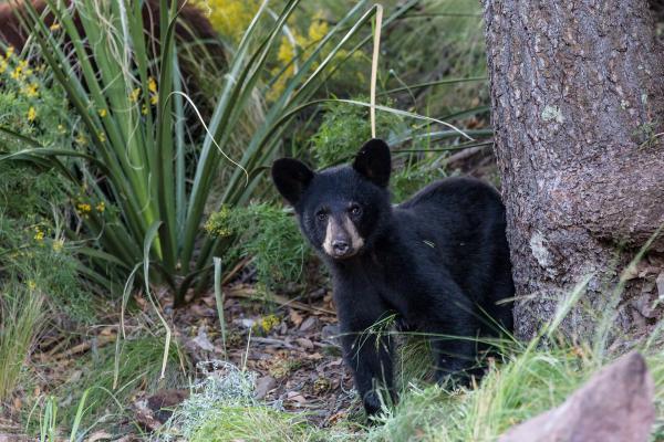 Bild 1 von 12: Im Bild: Amerikanischer Schwarzbär (Ursus americanus).