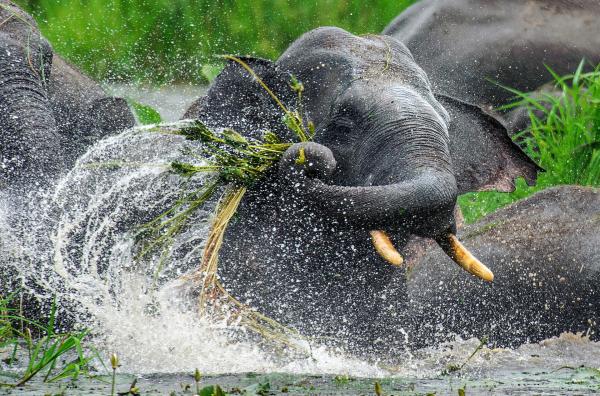 Bild 1 von 4: Graue Giganten des Landes: Die Asiatischen Elefanten fühlen sich im Dschungel Südostasiens pudelwohl.