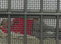 Border Patrol Südamerika: Falsches Spiel