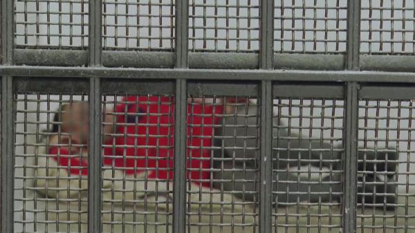 Bild 1 von 3: Hinter Gittern wartet ein festgenommener Passagier auf die Entscheidung der Ermittler.